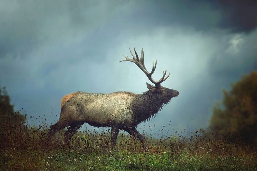 The Elk art print by Carrie Ann Grippo-Pike for $57.95 CAD
