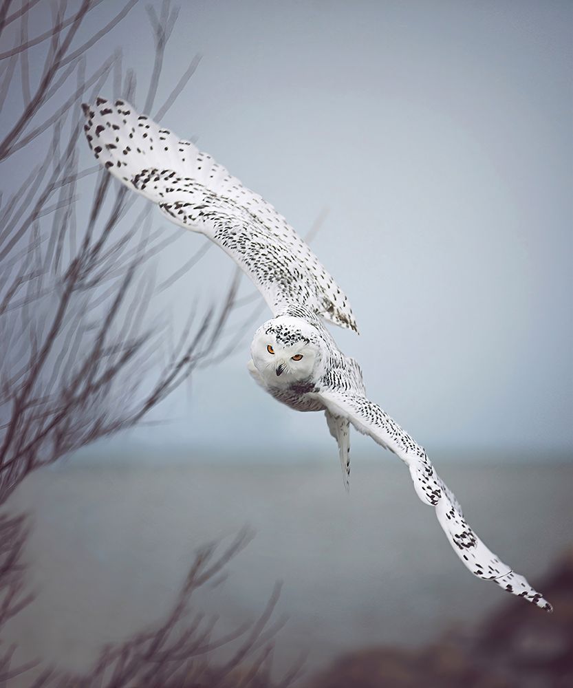 Snowy Owl In Flight art print by Carrie Ann Grippo-Pike for $57.95 CAD