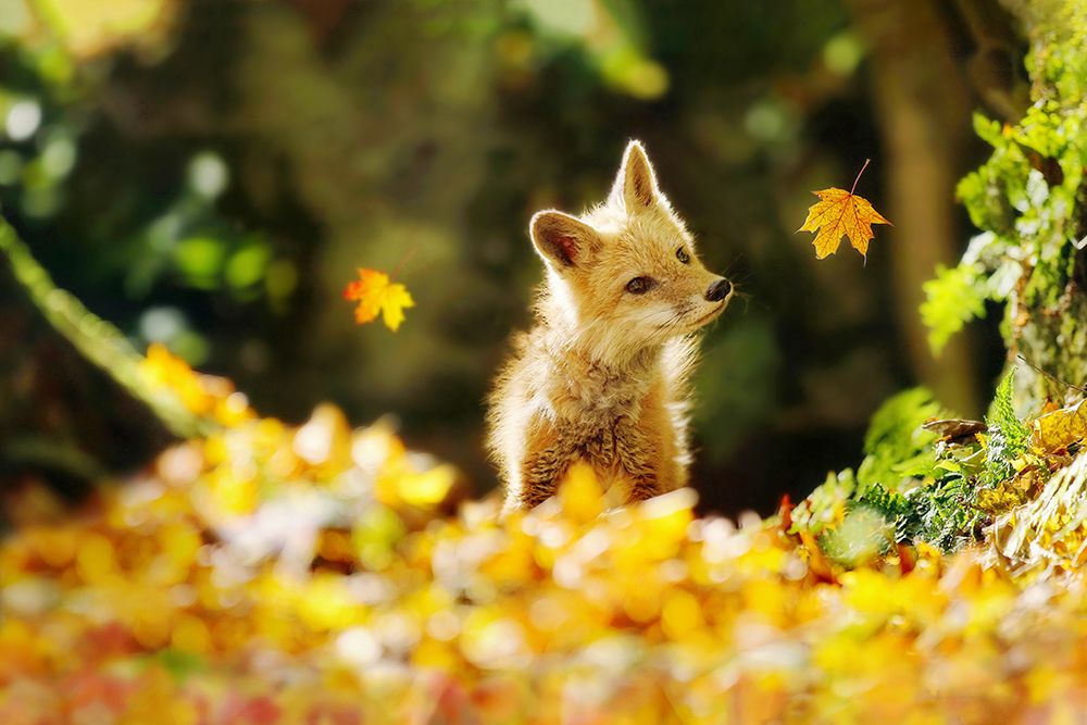 Falling Leaves Fox art print by Carrie Ann Grippo-Pike for $57.95 CAD