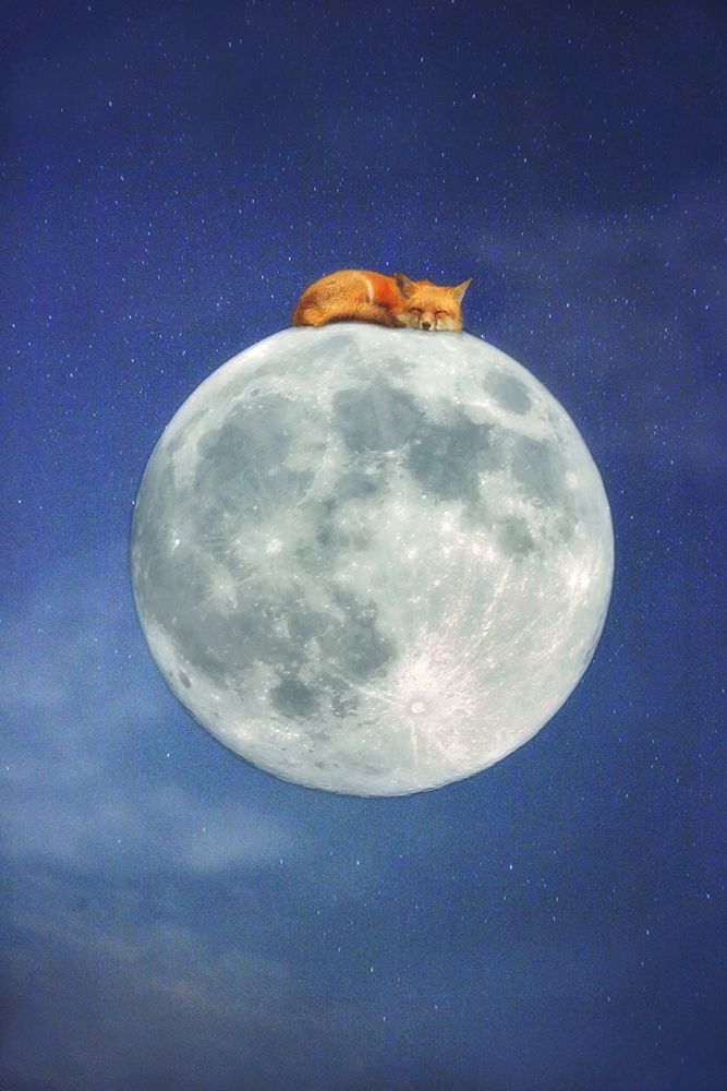 Fox Sleeping on Moon art print by Carrie Ann Grippo-Pike for $57.95 CAD