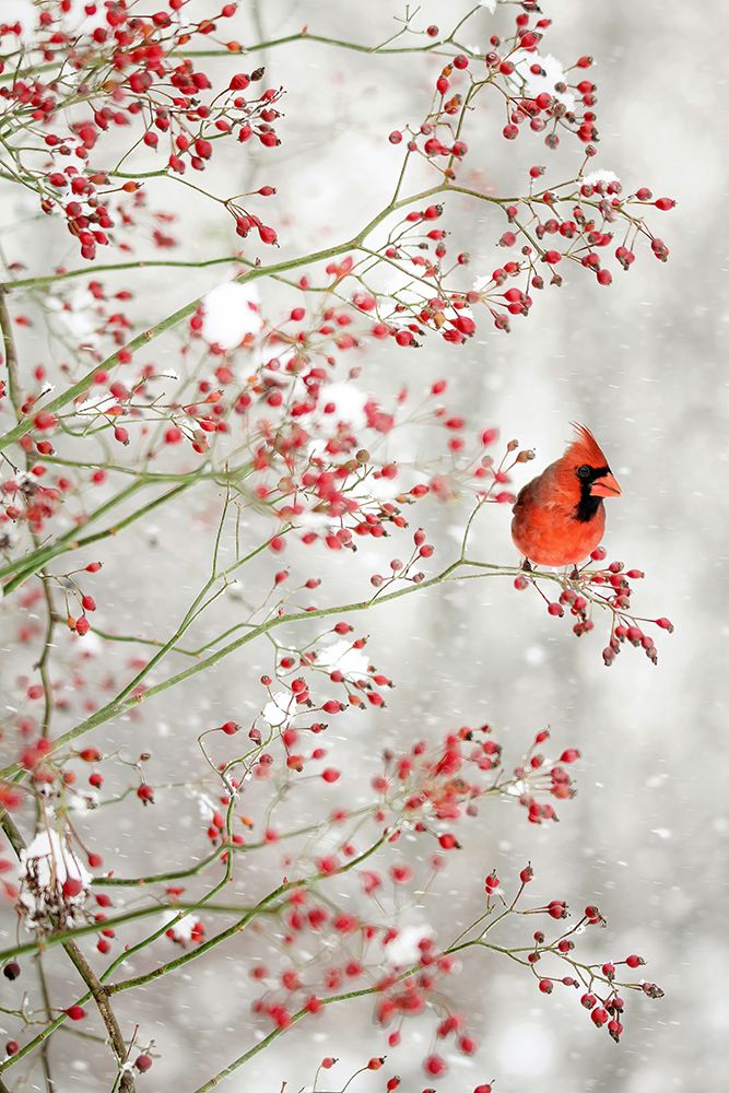 Red Cardinal in the Red Berries art print by Carrie Ann Grippo-Pike for $57.95 CAD