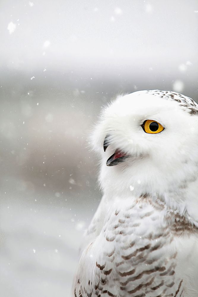 Snowy Owl in the Snow art print by Carrie Ann Grippo-Pike for $57.95 CAD