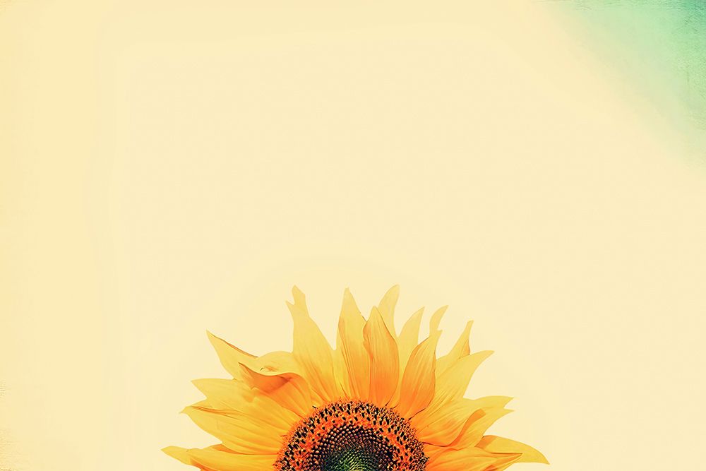 Sunflower Sunrise art print by Carrie Ann Grippo-Pike for $57.95 CAD