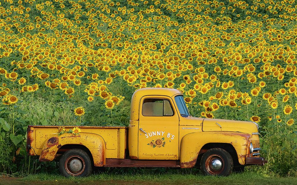 Yellow Vintage Sunflower Truck art print by Carrie Ann Grippo-Pike for $57.95 CAD