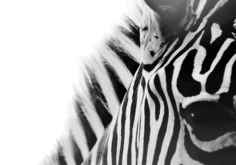 Zebra Eye art print by Carrie Ann Grippo-Pike for $57.95 CAD