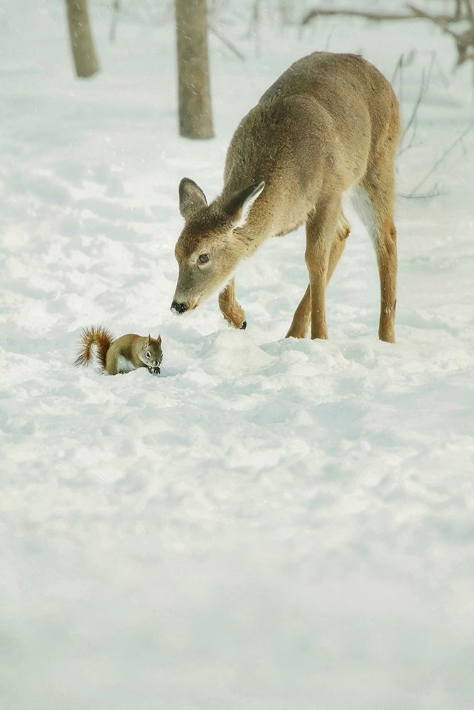 Winter Squirrel and Deer art print by Carrie Ann Grippo-Pike for $57.95 CAD