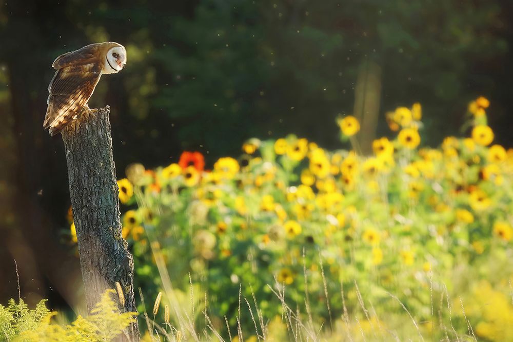 Barn Owl in the Sunflowers art print by Carrie Ann Grippo-Pike for $57.95 CAD