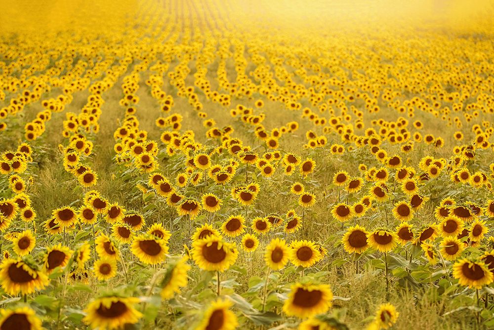 Sea of Sunflowers art print by Carrie Ann Grippo-Pike for $57.95 CAD