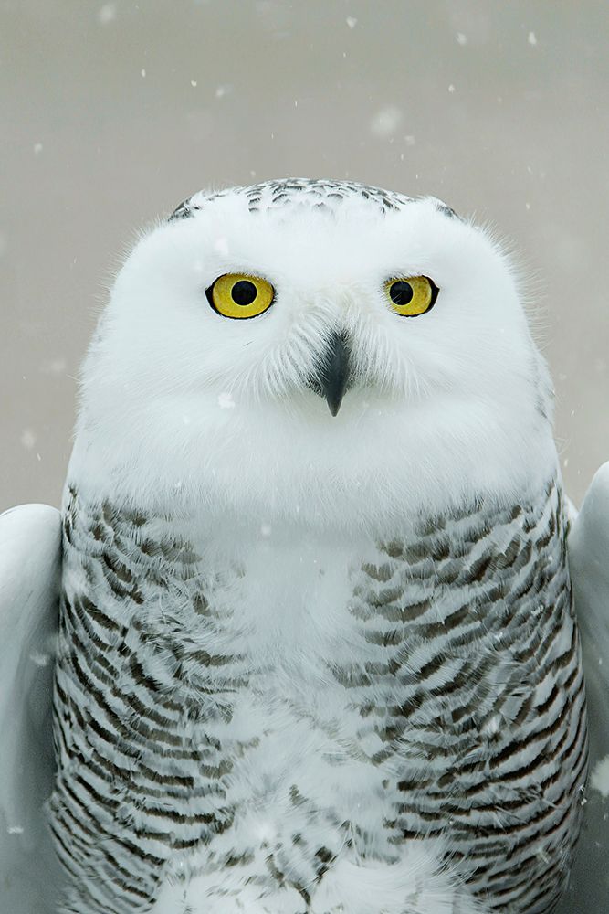 Snowy Owl Eyes art print by Carrie Ann Grippo-Pike for $57.95 CAD