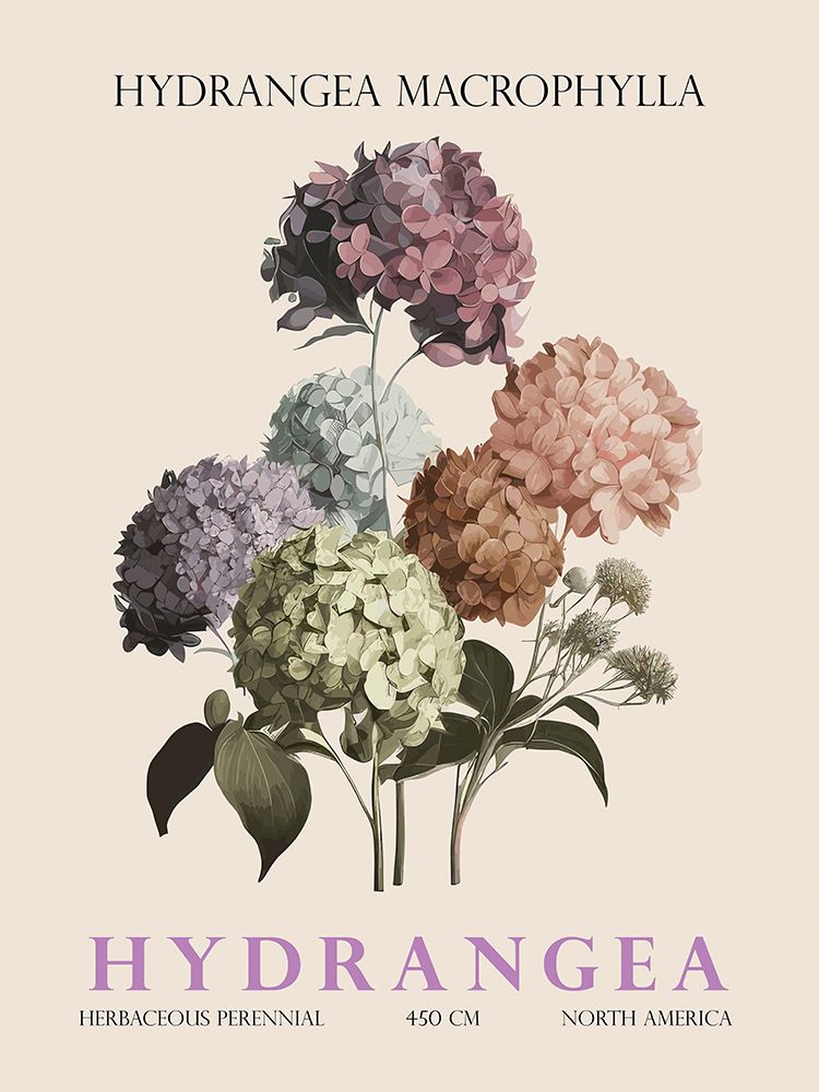 Hydrangea art print by Christopher Giampietro for $57.95 CAD