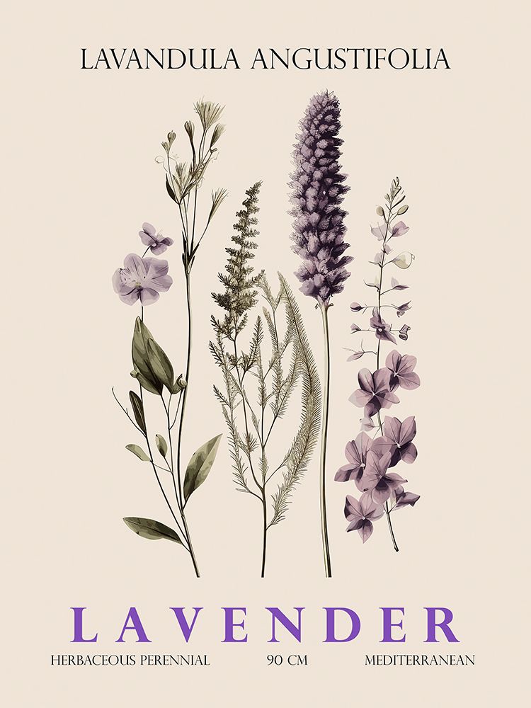 Lavender II art print by Christopher Giampietro for $57.95 CAD