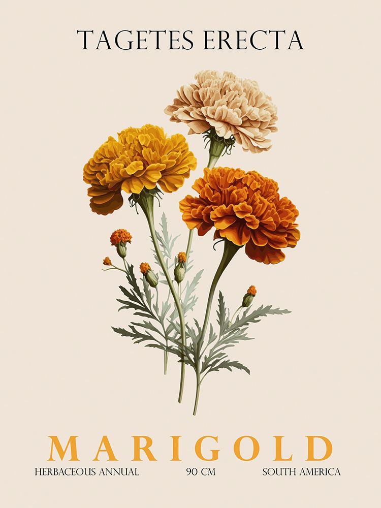 Marigold art print by Christopher Giampietro for $57.95 CAD