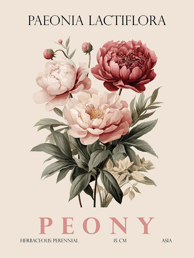 Peony art print by Christopher Giampietro for $57.95 CAD