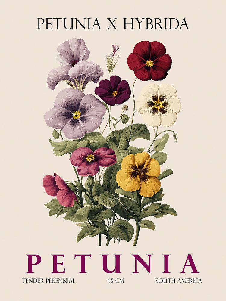 Petunia art print by Christopher Giampietro for $57.95 CAD