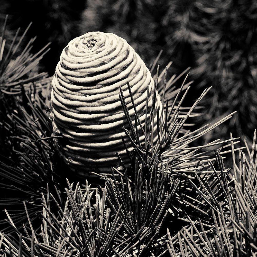 Spruce Cone art print by Gary Horsfall for $57.95 CAD