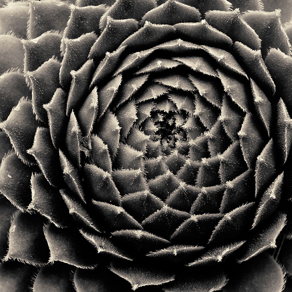 Succulent art print by Gary Horsfall for $57.95 CAD