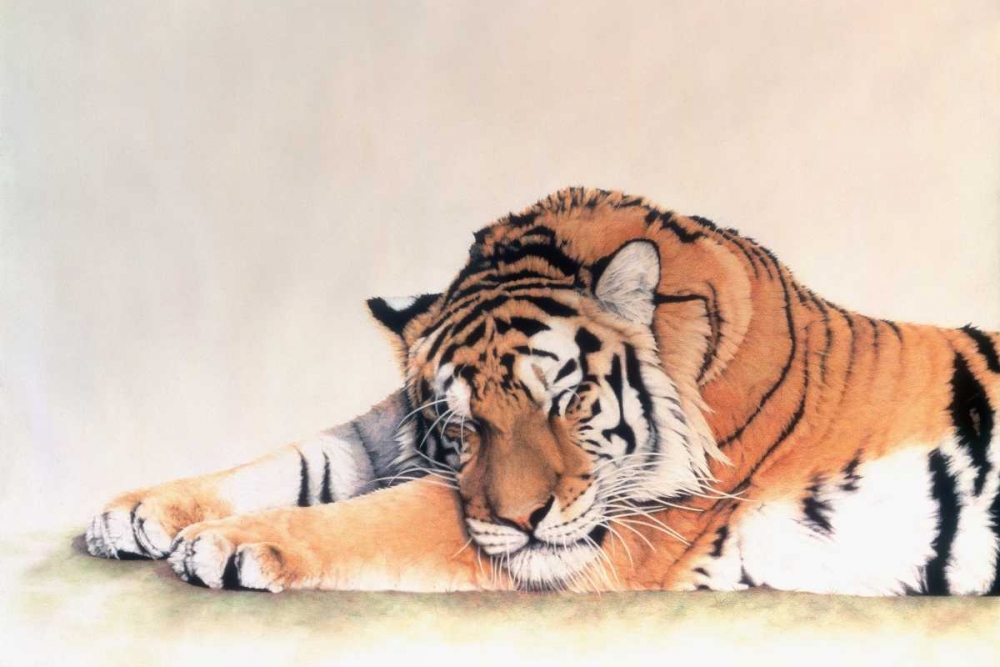 Sleeping Tiger art print by Jan Henderson for $57.95 CAD