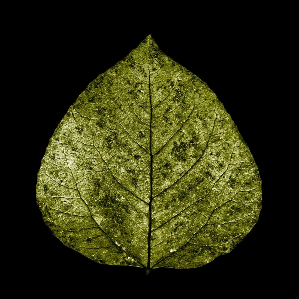 Green Leaf art print by PhotoINC Studio for $57.95 CAD