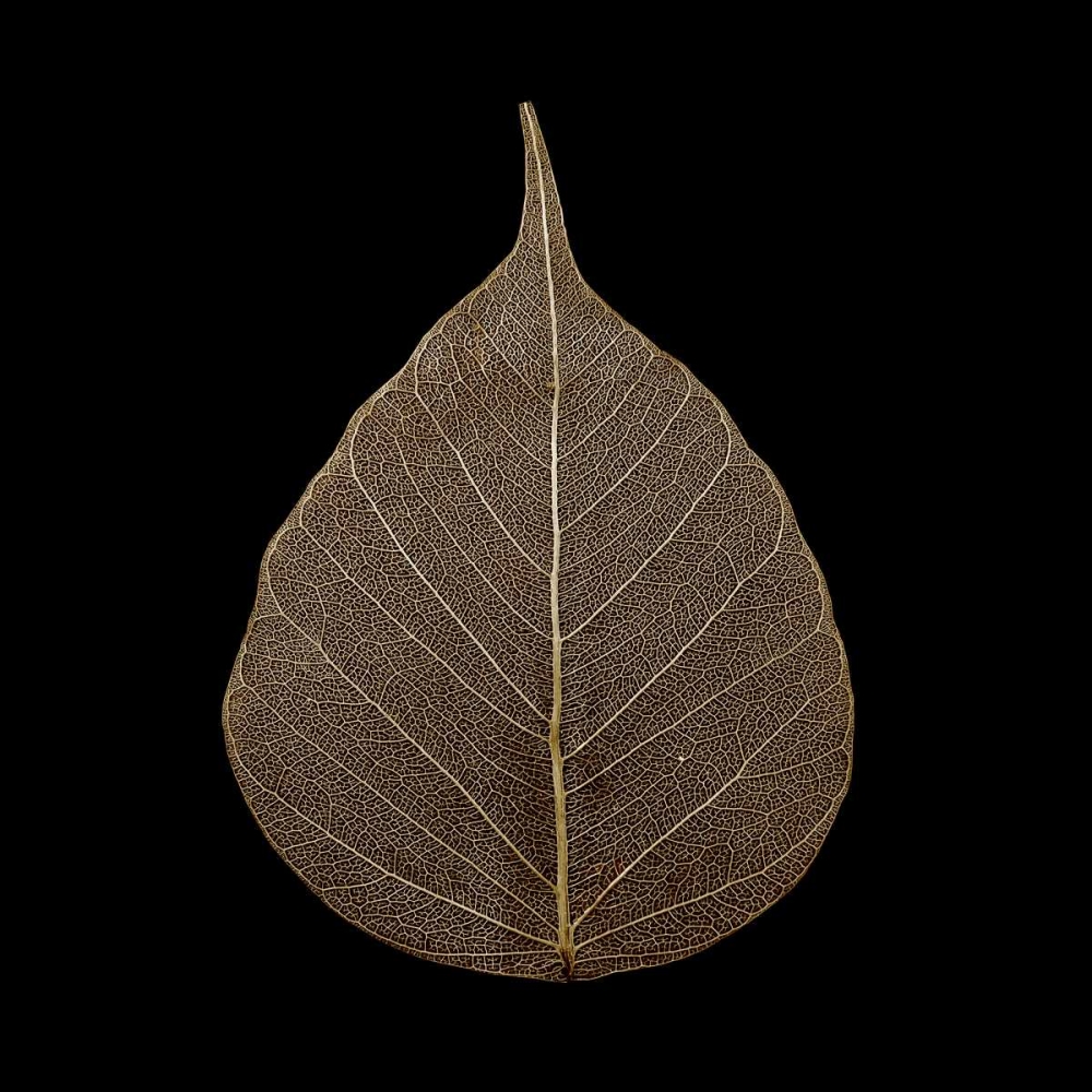 Brown Leaf art print by PhotoINC Studio for $57.95 CAD
