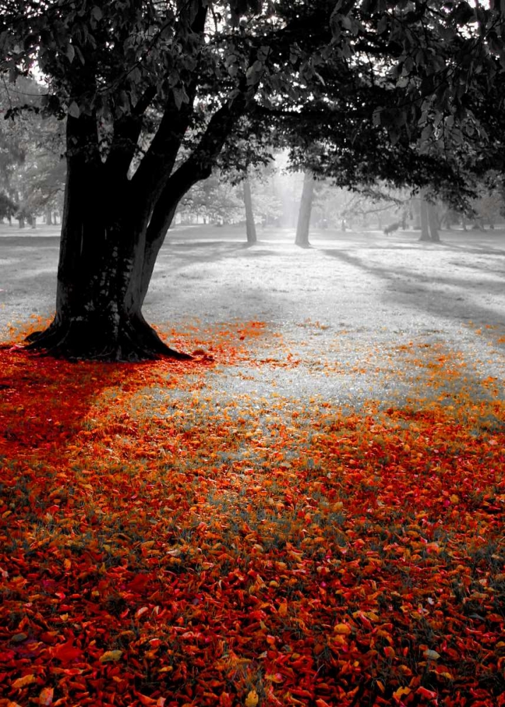 Autumn Contrast art print by PhotoINC Studio for $57.95 CAD