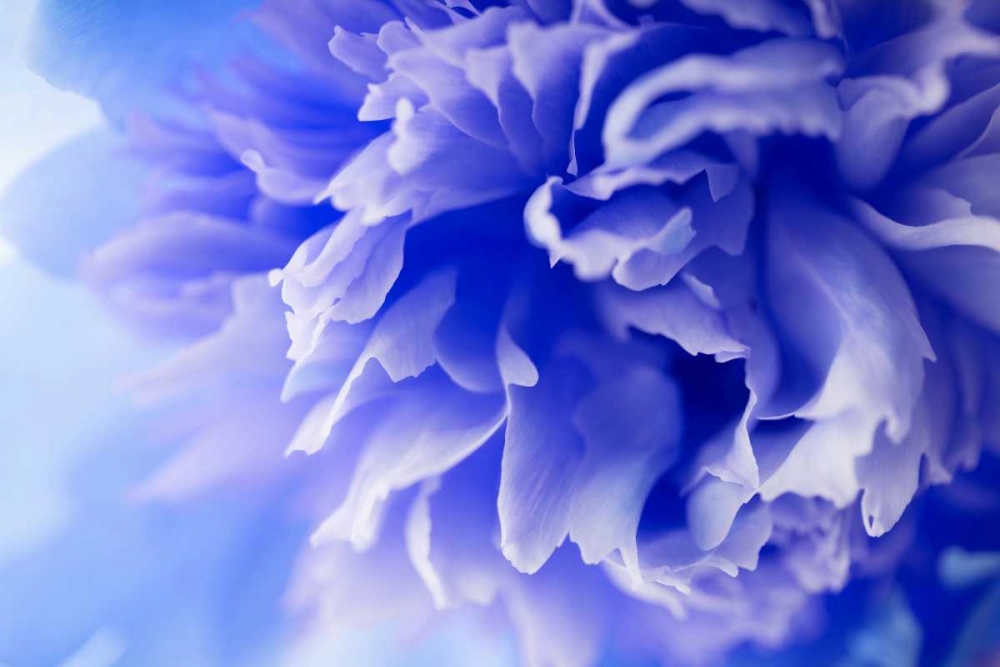 Blue Flower art print by PhotoINC Studio for $57.95 CAD