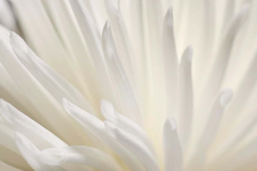 White Flower art print by PhotoINC Studio for $57.95 CAD