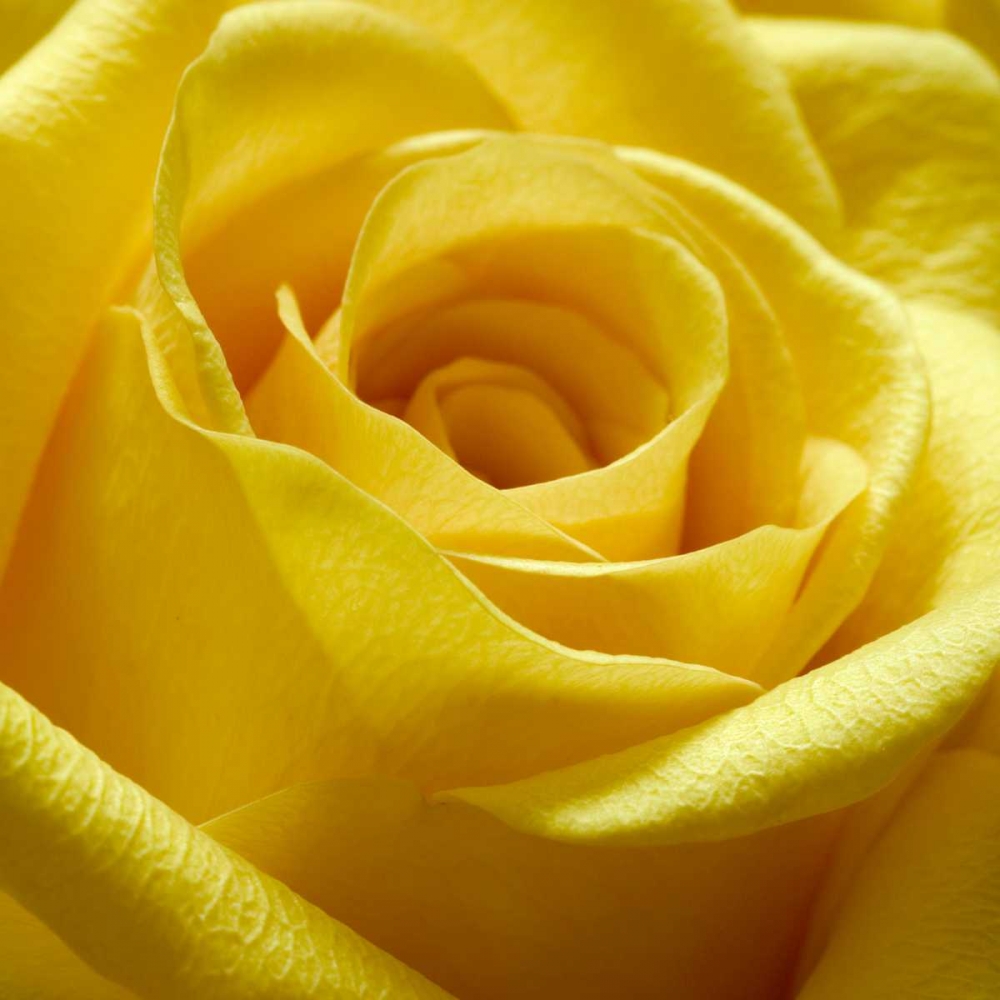 Yellow Rose art print by PhotoINC Studio for $57.95 CAD