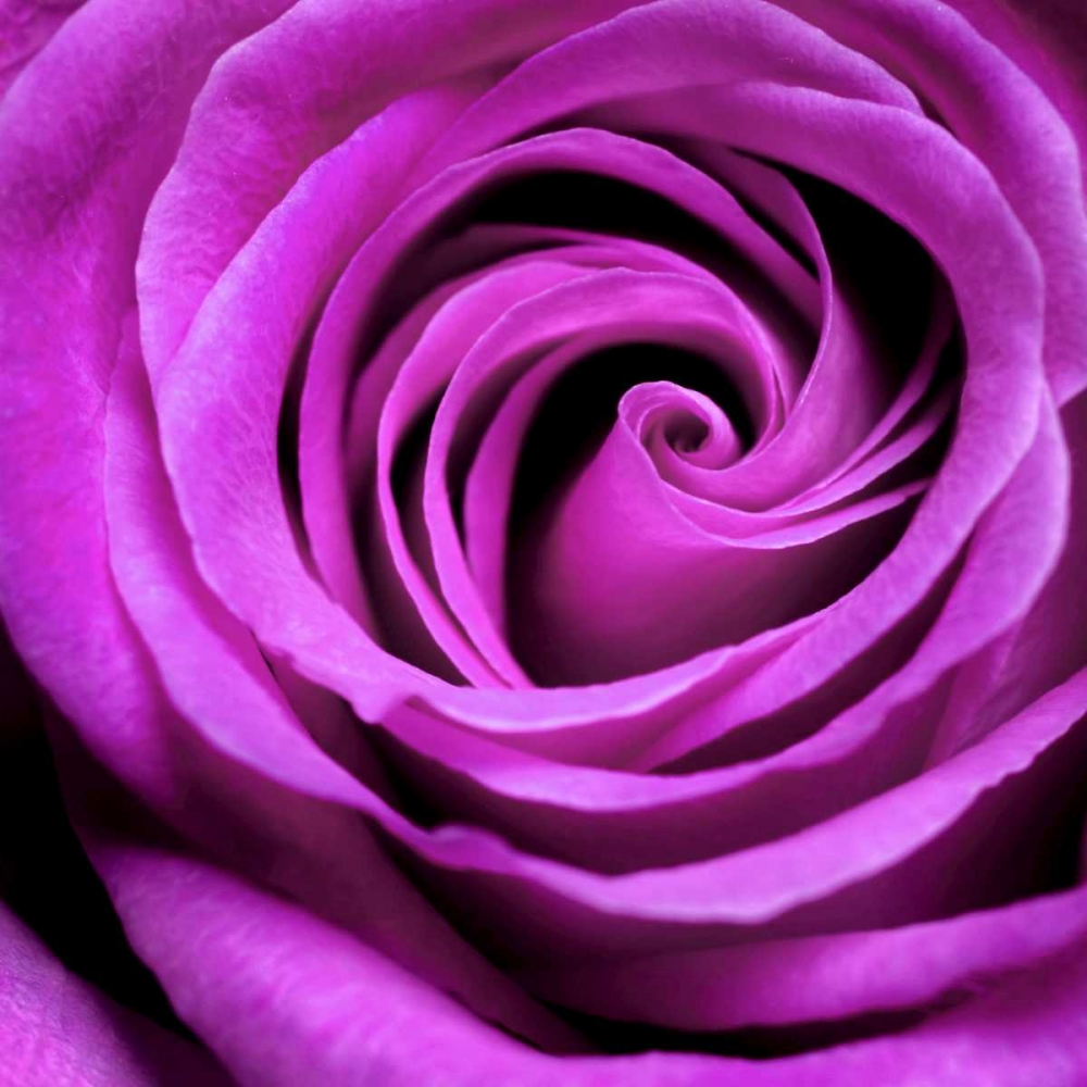 Purple Rose art print by PhotoINC Studio for $57.95 CAD