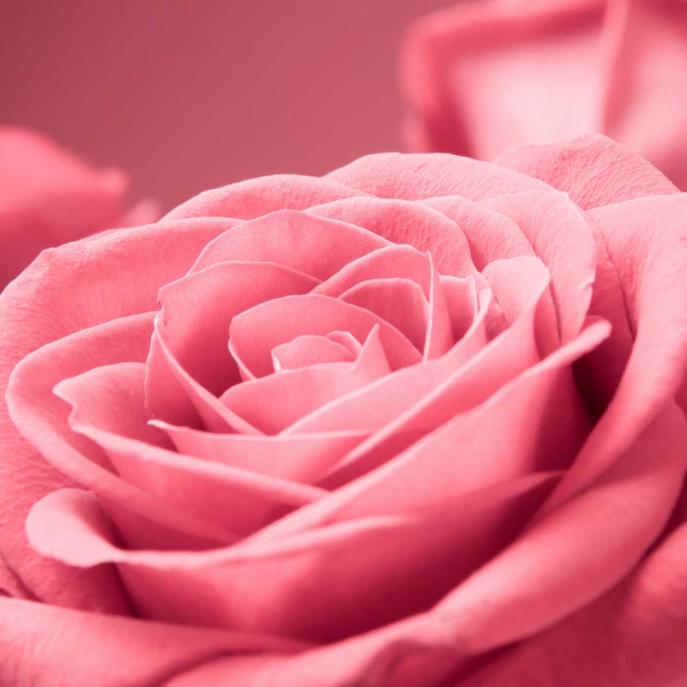 Pink Rose art print by PhotoINC Studio for $57.95 CAD