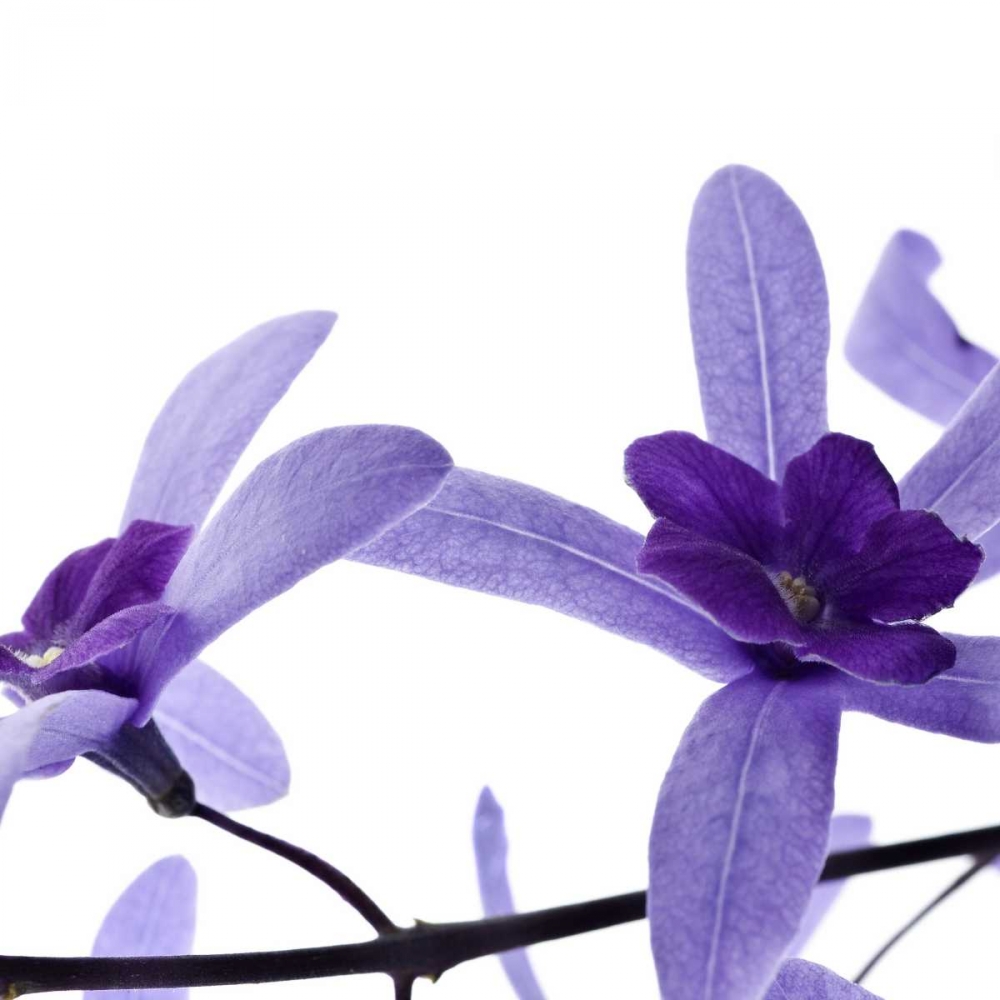 Purple Blossom art print by PhotoINC Studio for $57.95 CAD