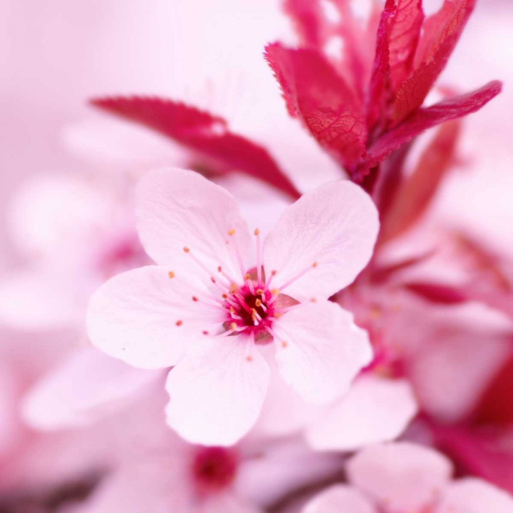 Pink Blossom art print by PhotoINC Studio for $57.95 CAD