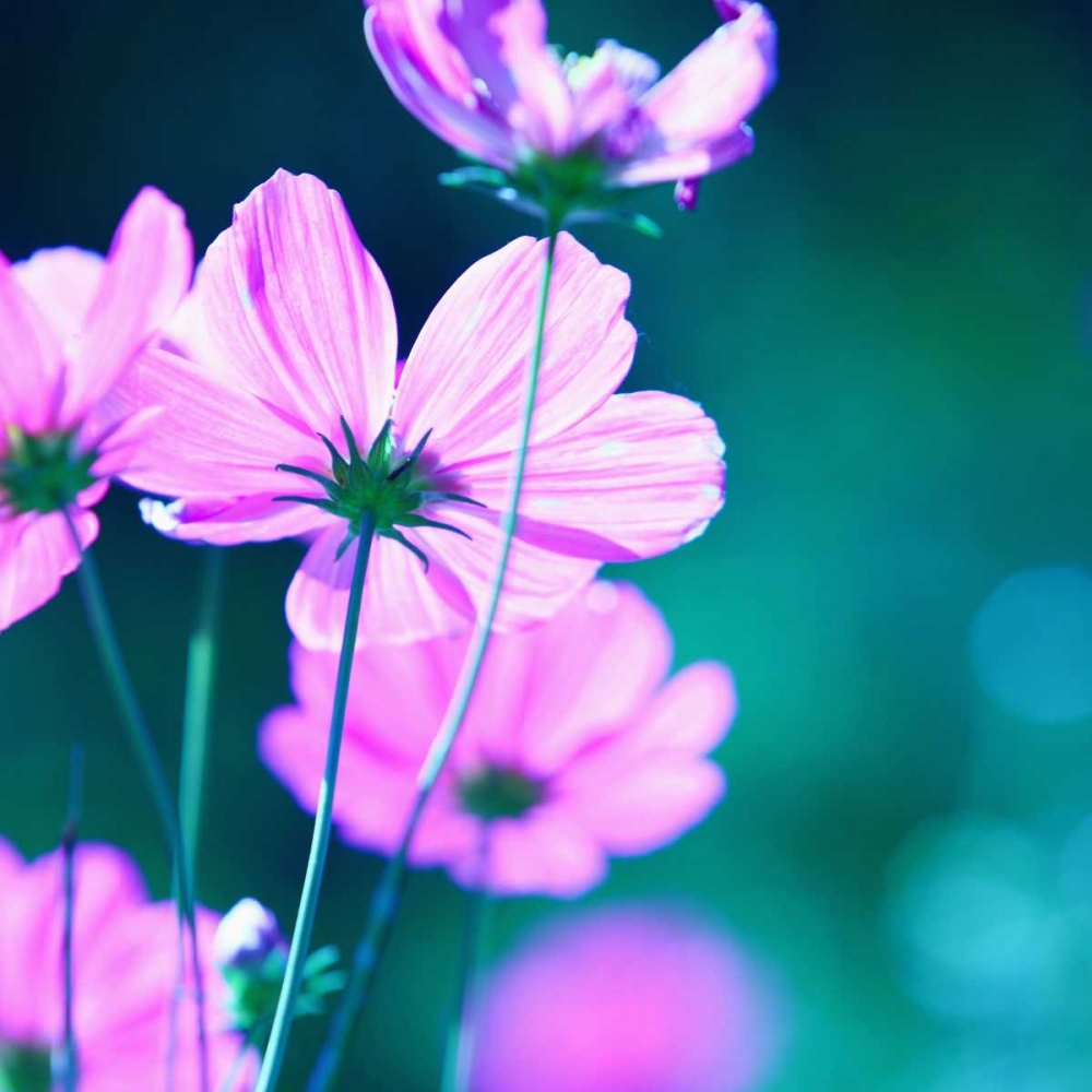 Pink Flowers art print by PhotoINC Studio for $57.95 CAD