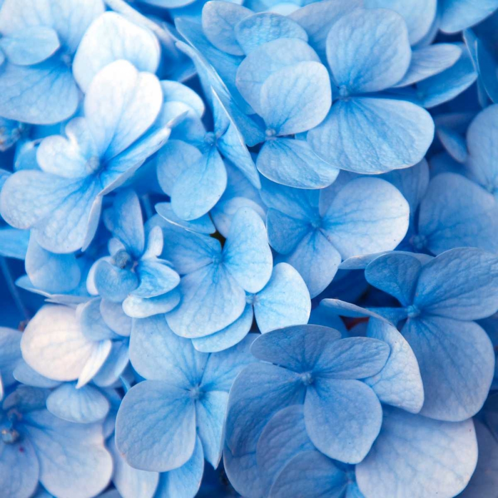 Blue Flowers art print by PhotoINC Studio for $57.95 CAD