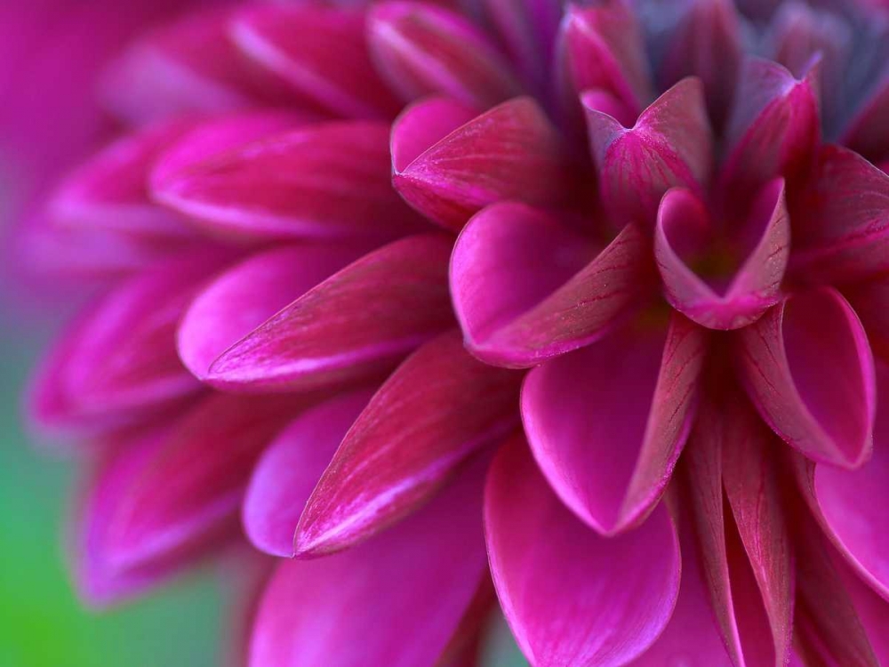 Pink Chrysanthemum art print by PhotoINC Studio for $57.95 CAD