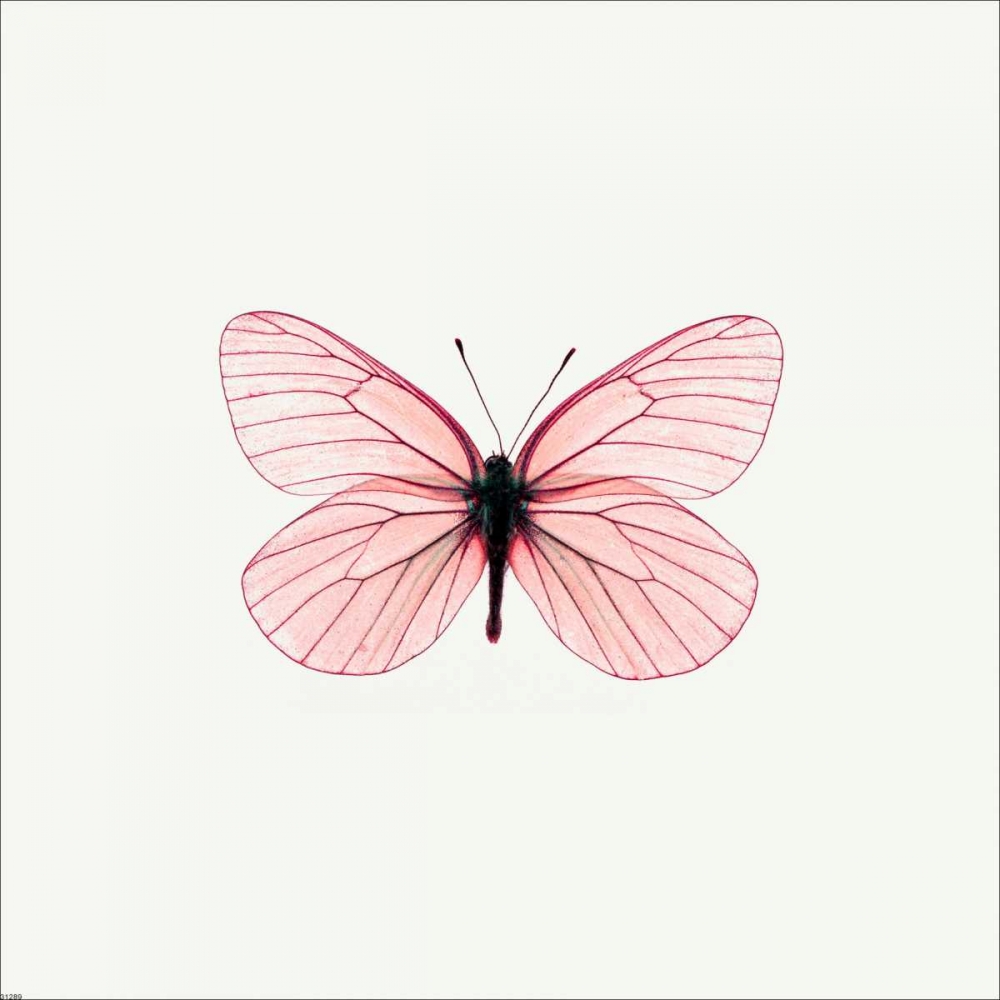 Pink Butterfly art print by PhotoINC Studio for $57.95 CAD