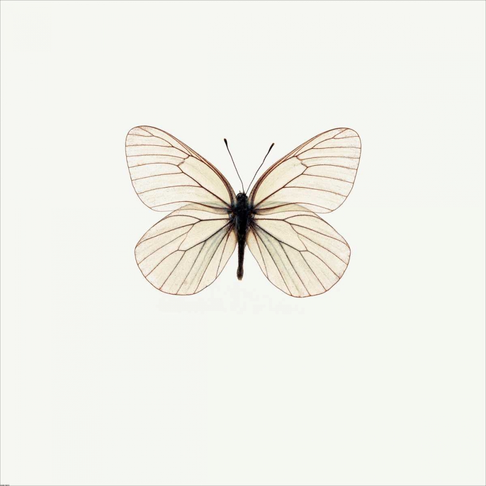 White Butterfly art print by PhotoINC Studio for $57.95 CAD
