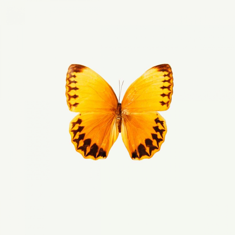 Yellow Butterfly art print by PhotoINC Studio for $57.95 CAD
