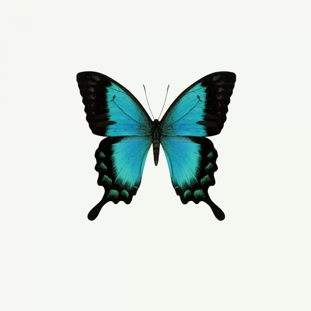 Blue Butterfly art print by PhotoINC Studio for $57.95 CAD