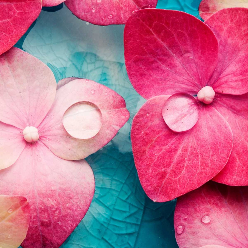 Pink Flowers art print by PhotoINC Studio for $57.95 CAD