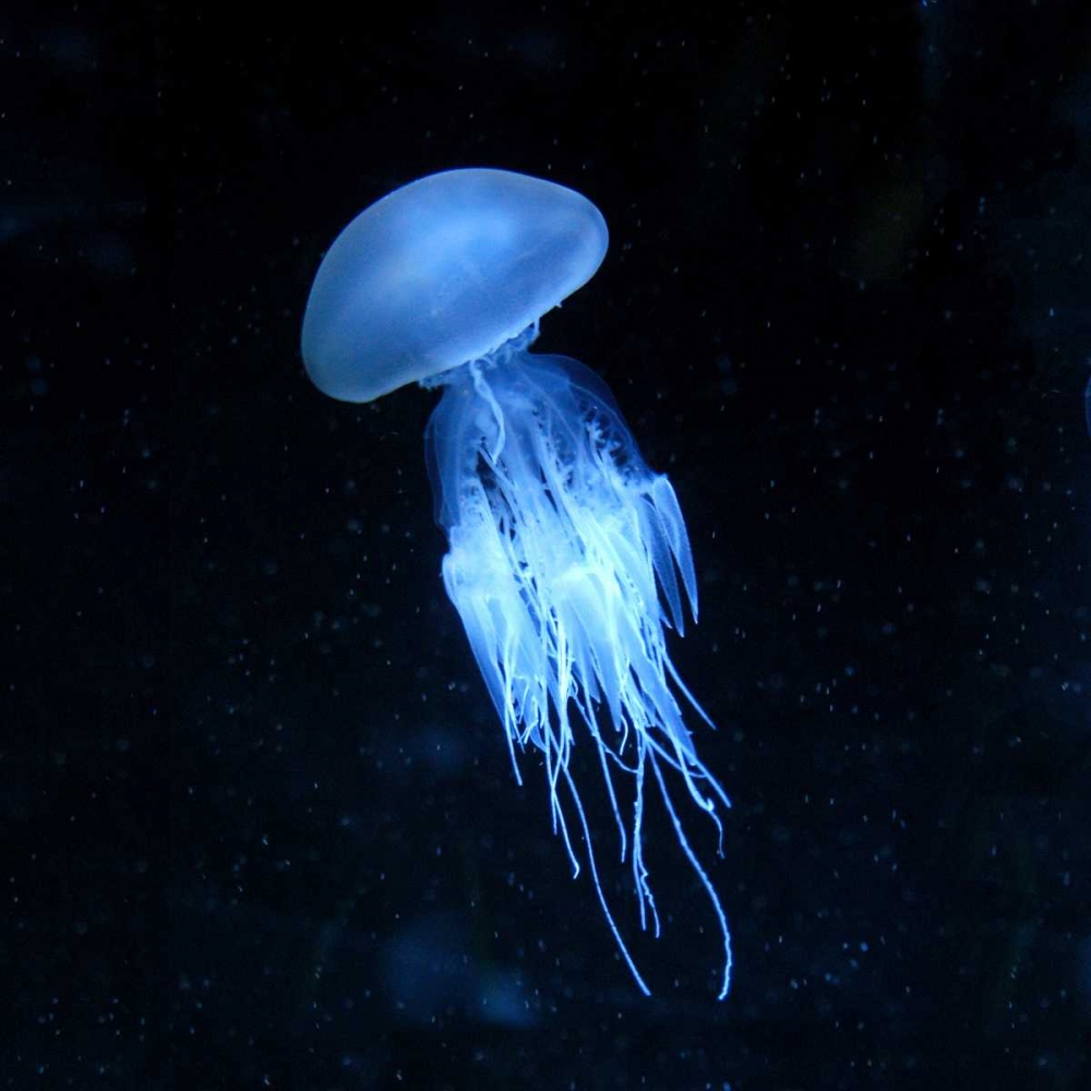 Luminescent Jellyfish art print by PhotoINC Studio for $57.95 CAD