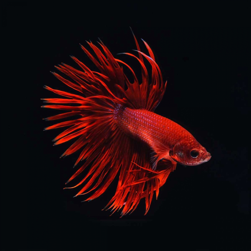 Red Betta Fish art print by PhotoINC Studio for $57.95 CAD