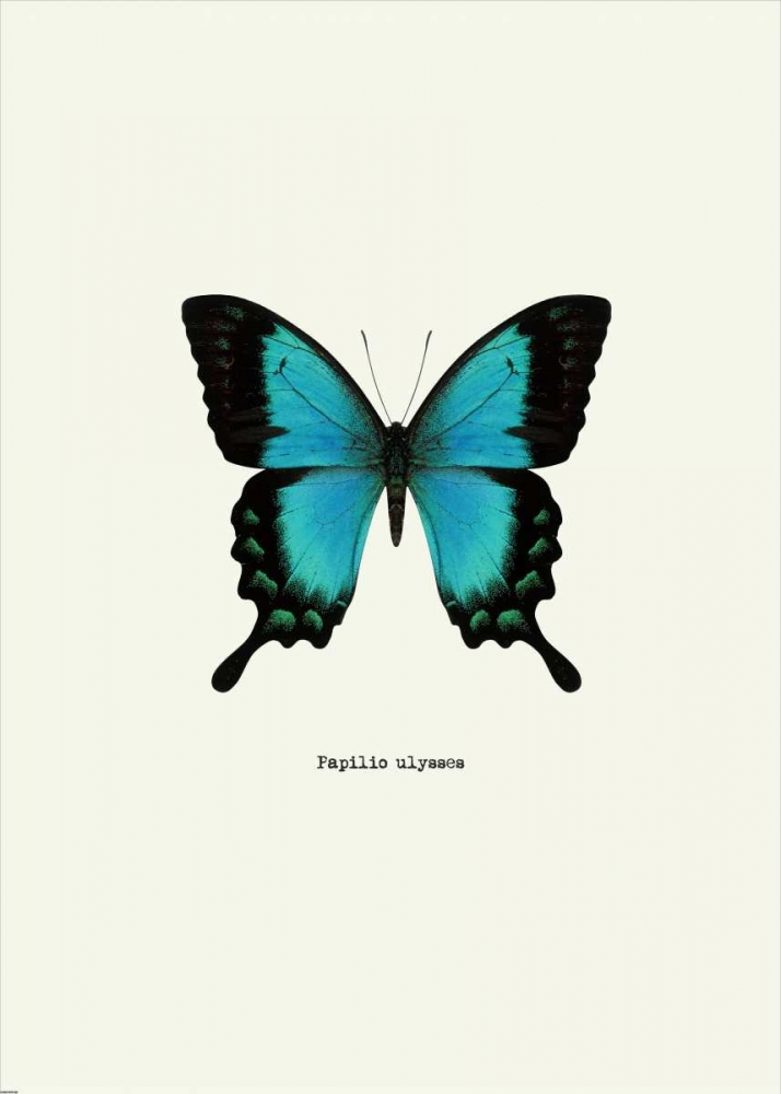 Blue Butterfly art print by GraphINC for $57.95 CAD