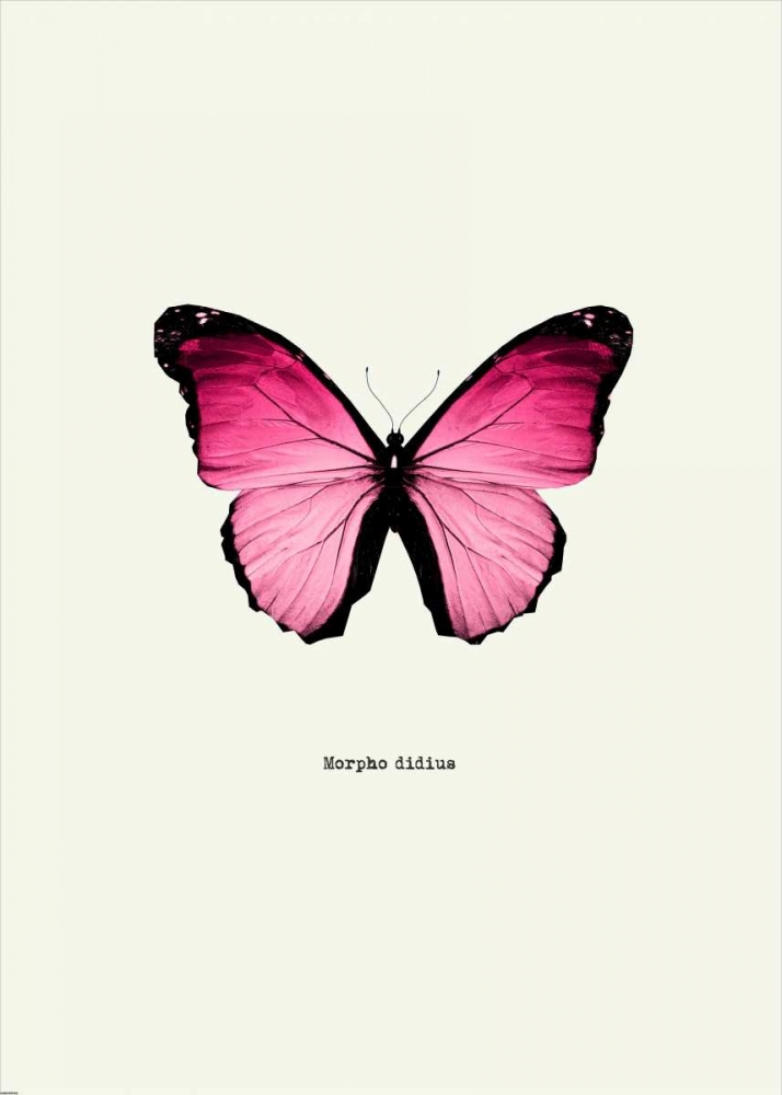 Pink Butterfly art print by GraphINC for $57.95 CAD