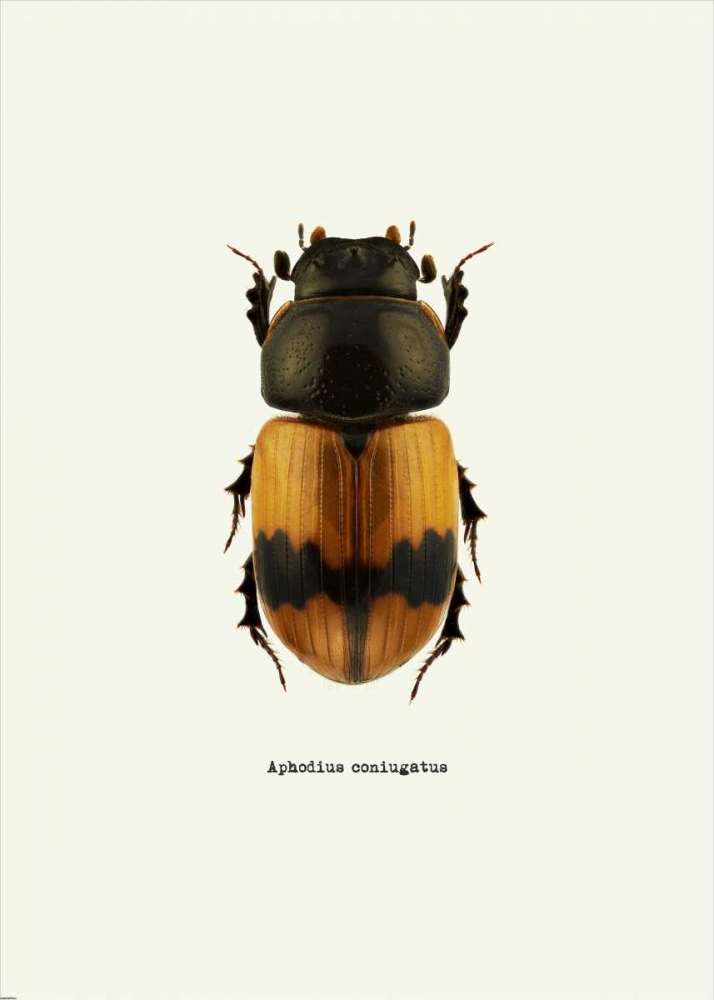 Beetle Orange art print by GraphINC for $57.95 CAD