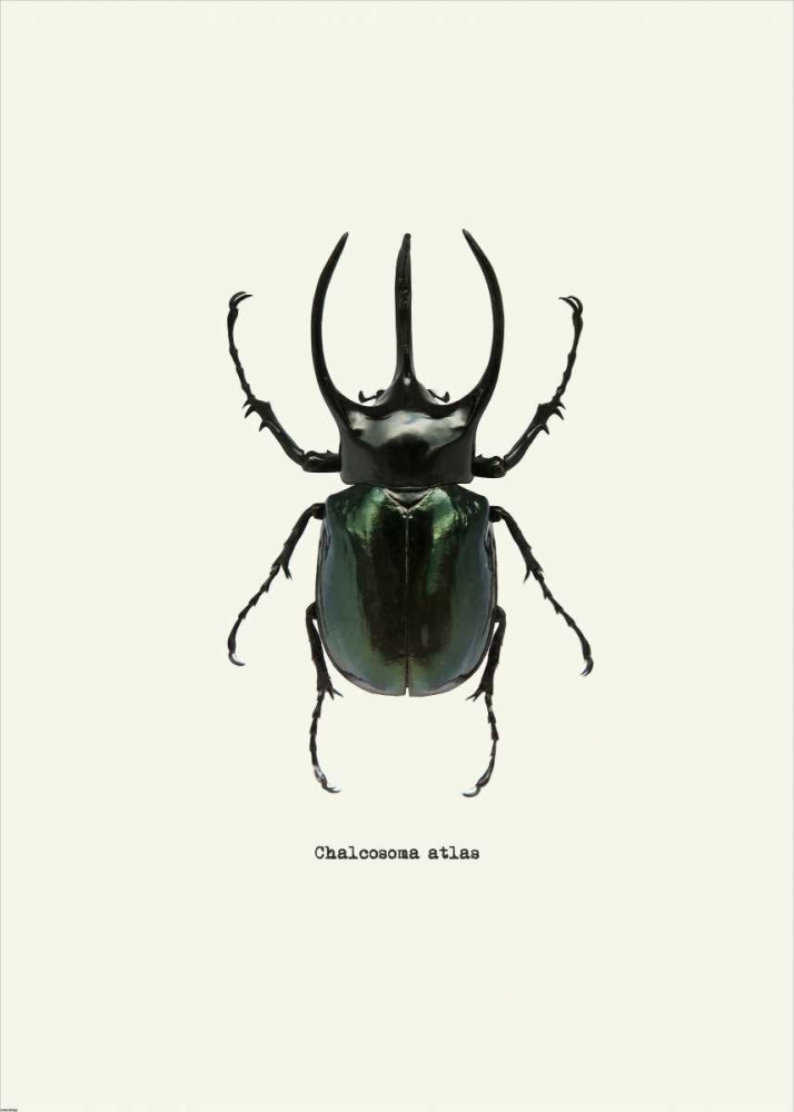 Beetle Black art print by GraphINC for $57.95 CAD