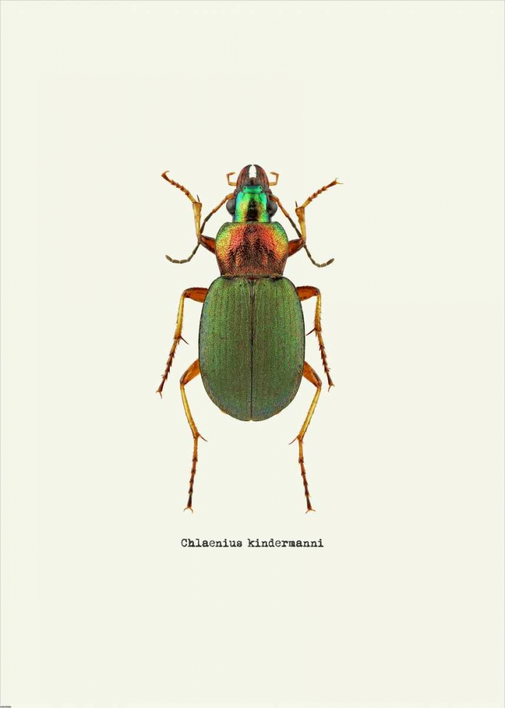 Beetle Green art print by GraphINC for $57.95 CAD