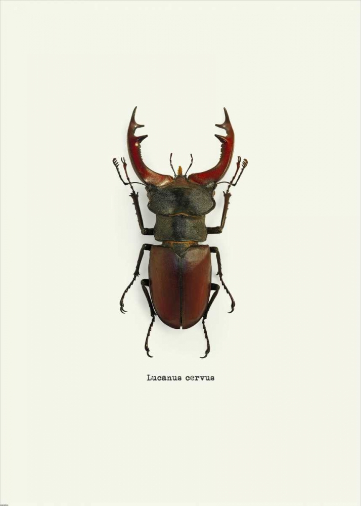 Beetle Red art print by GraphINC for $57.95 CAD