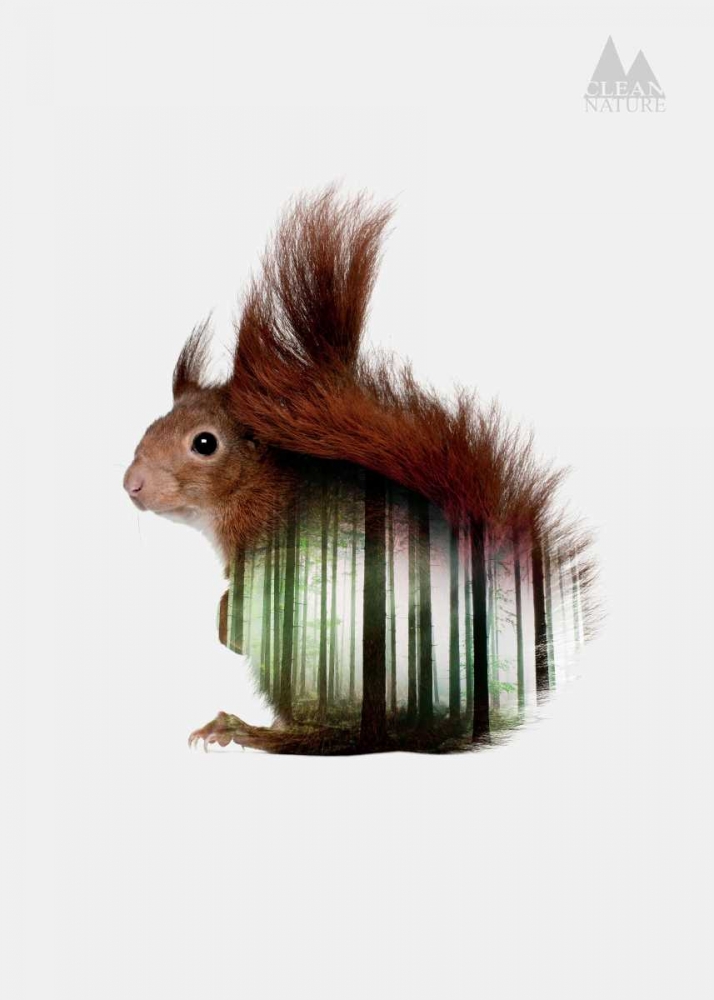 Squirrel art print by Clean Nature for $57.95 CAD