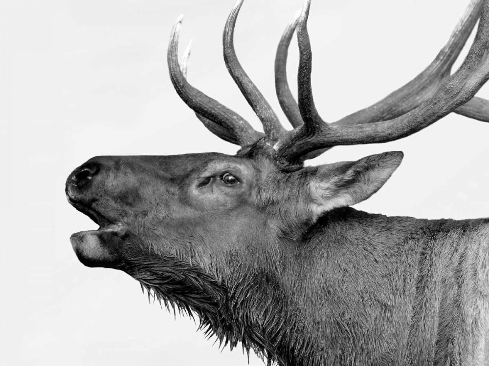 Deer art print by PhotoINC Studio for $57.95 CAD