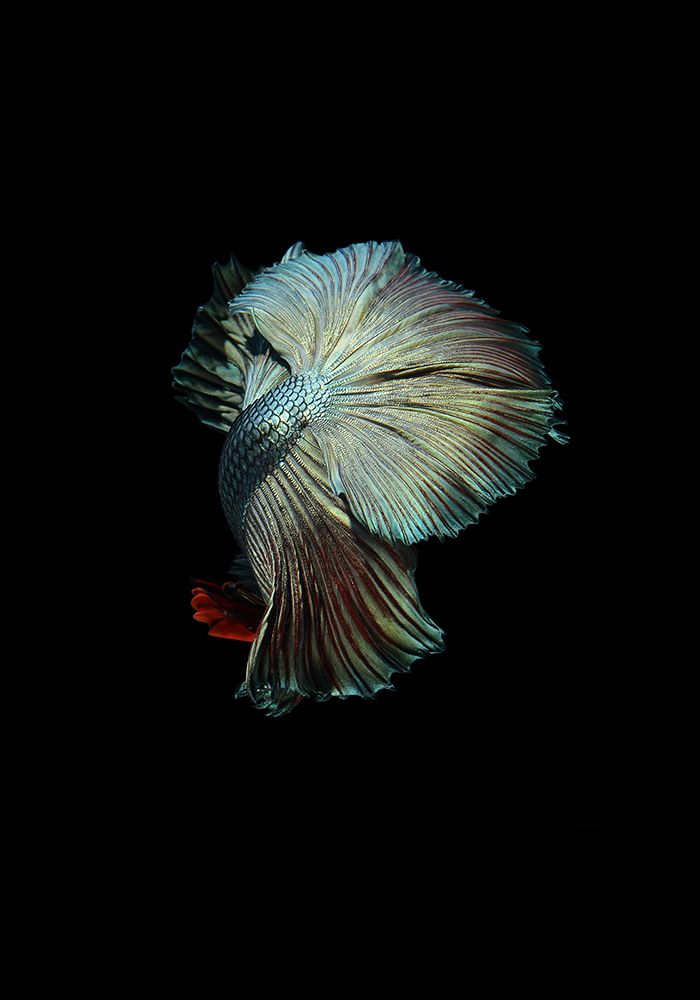 Turquoise and Red Betta art print by Incado for $57.95 CAD